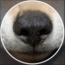 taidanakitsune