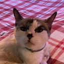 LeiMiko