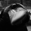 BlackAeronaut